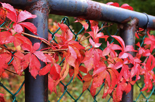 virginia creeper